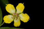 Fringed loosestrife